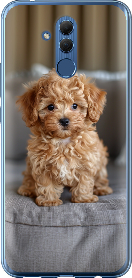 Mini-maltipoo