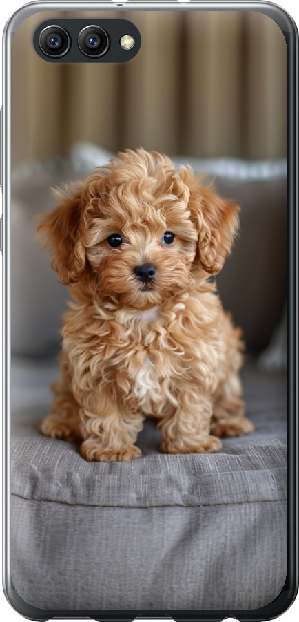 Mini-maltipoo