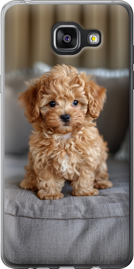 Mini-maltipoo