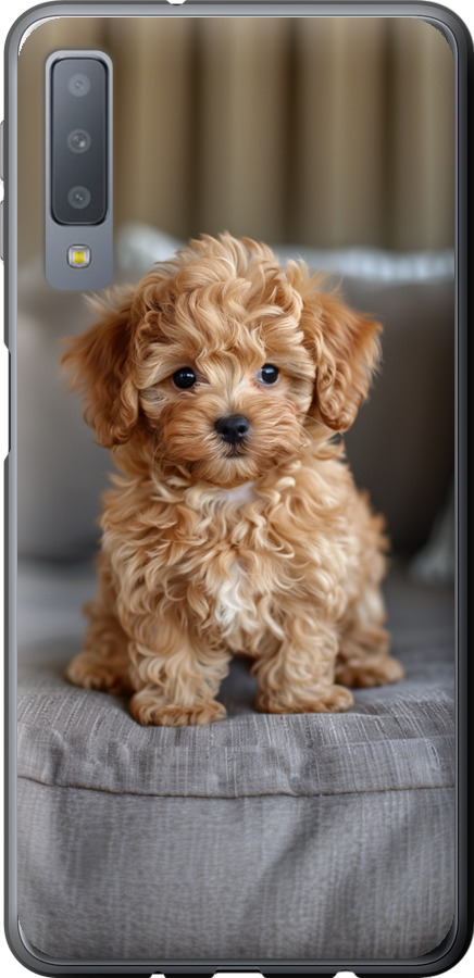 Mini-maltipoo