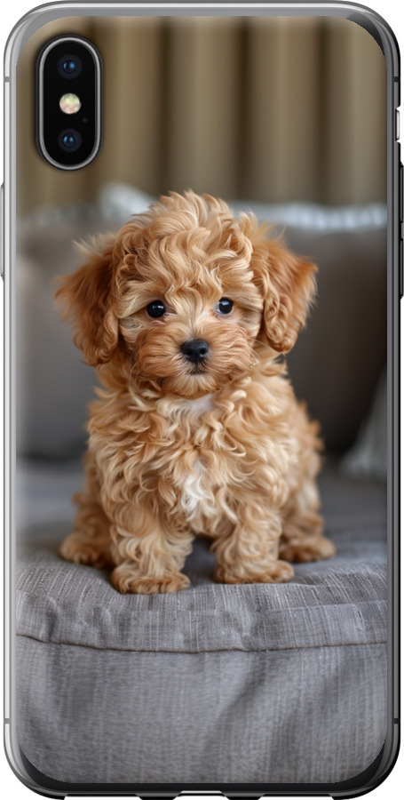 Mini-maltipoo