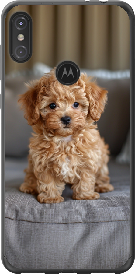 Mini-maltipoo