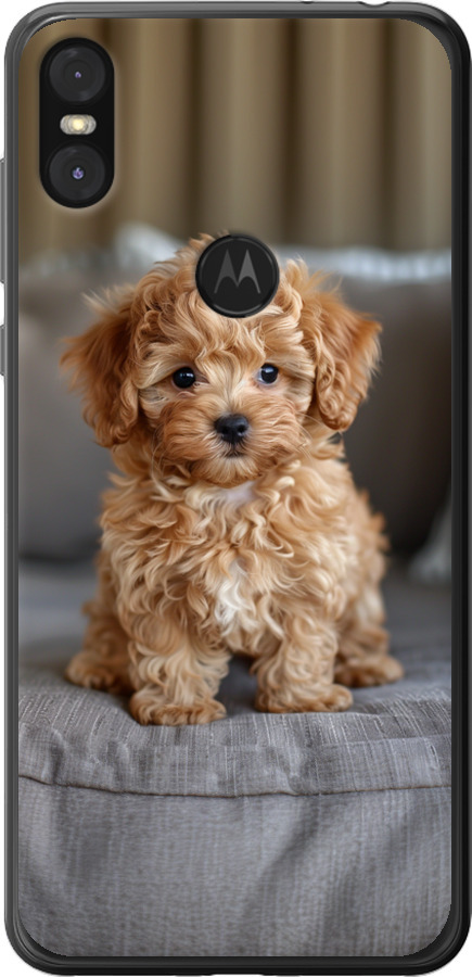 Mini-maltipoo
