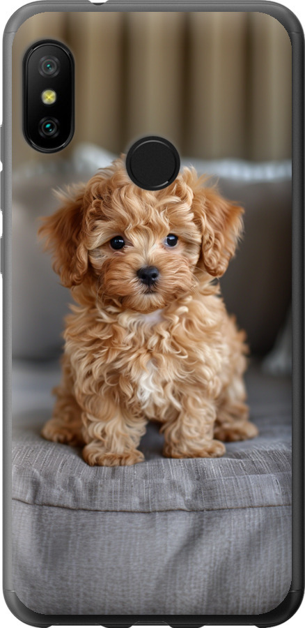 Mini-maltipoo