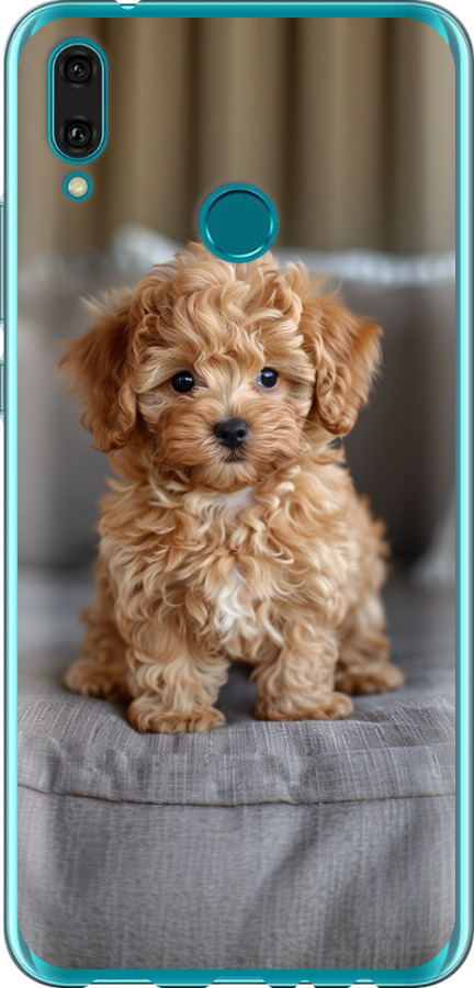 Mini-maltipoo