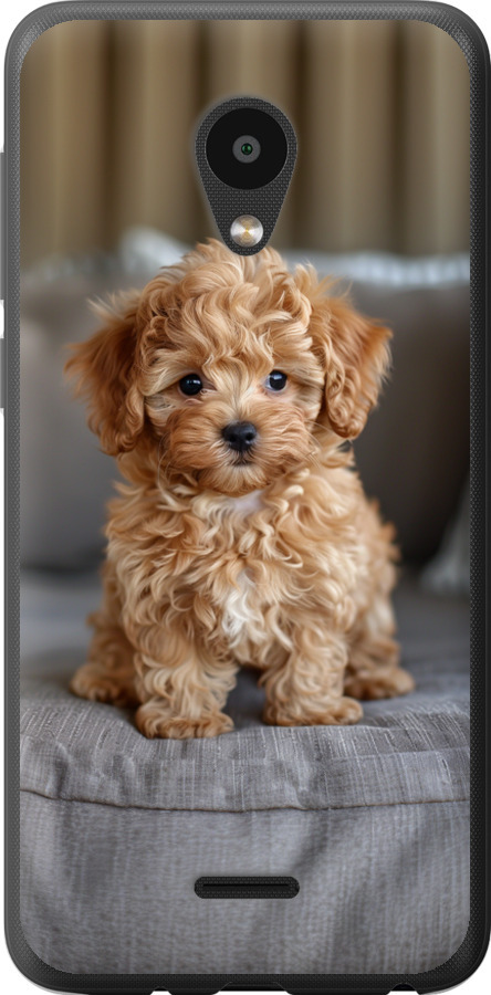 Mini-maltipoo