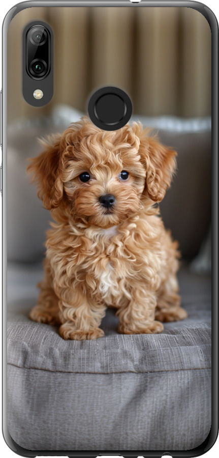 Mini-maltipoo
