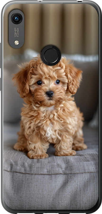 Mini-maltipoo