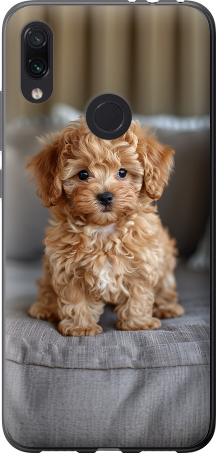 Mini-maltipoo