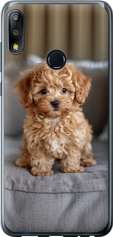 Mini-maltipoo