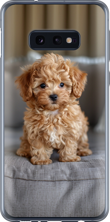 Mini-maltipoo