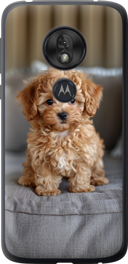 Mini-maltipoo