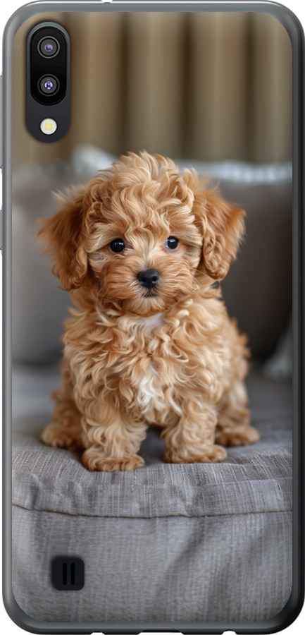 Mini-maltipoo