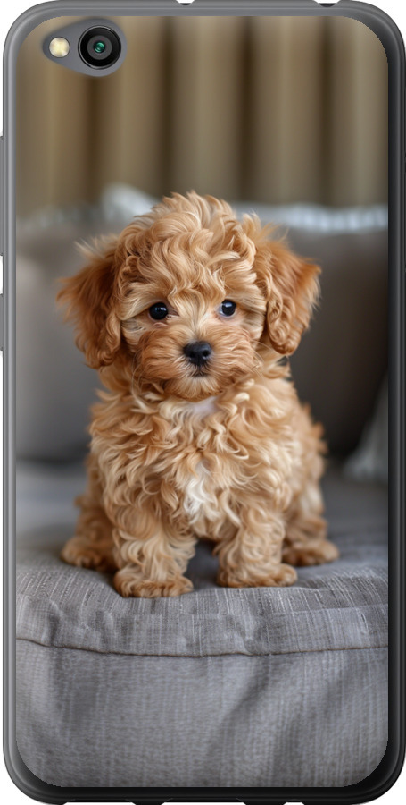 Mini-maltipoo