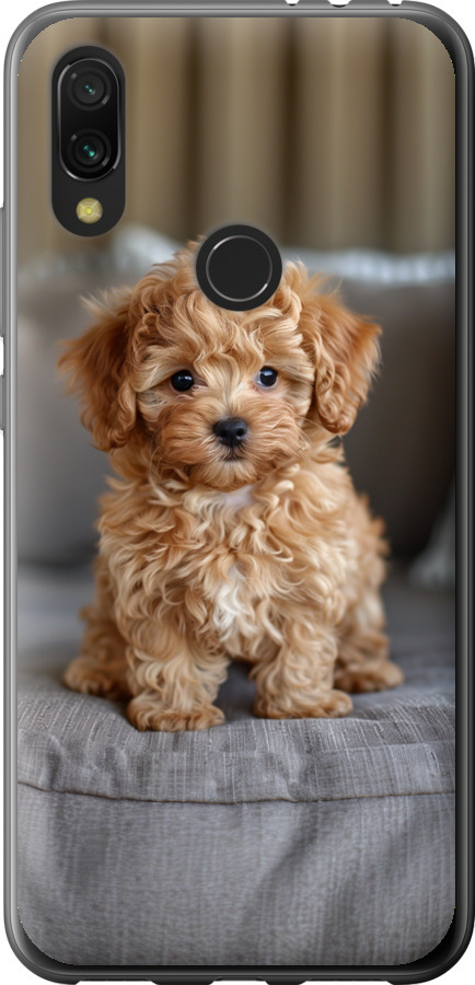 Mini-maltipoo