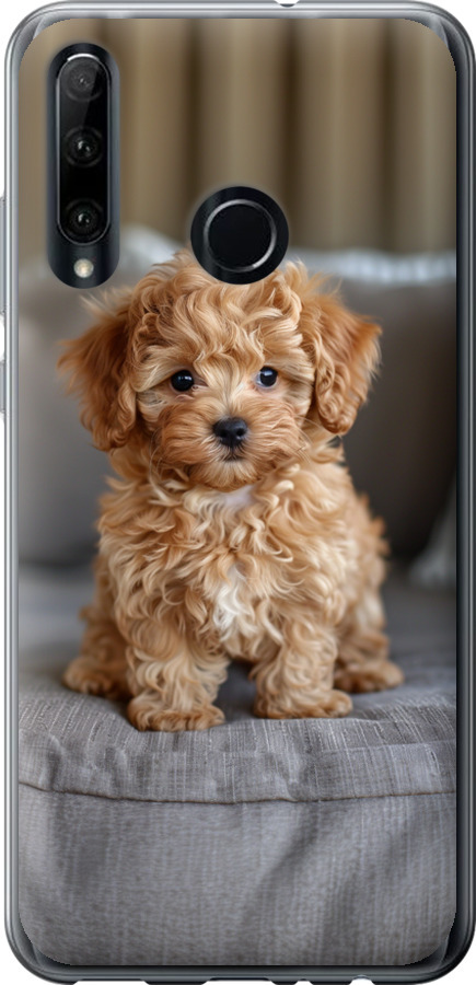 Mini-maltipoo