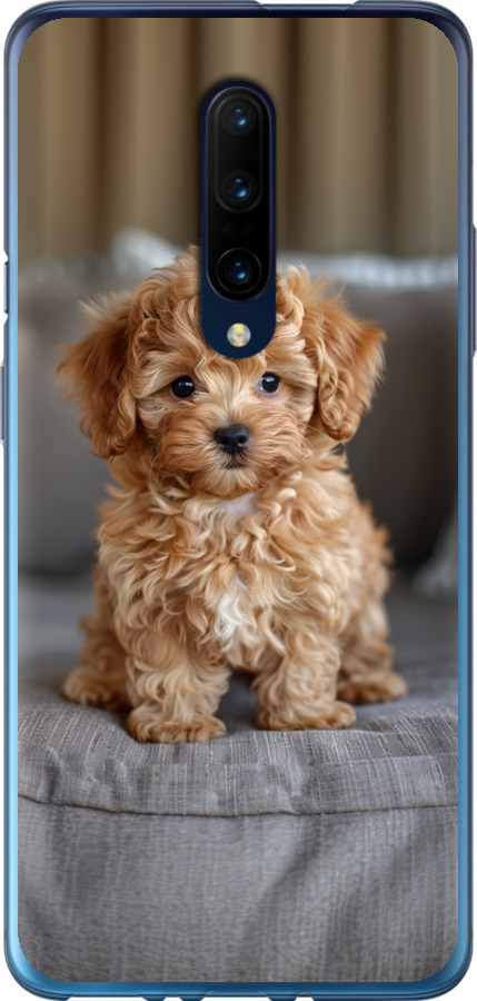 Mini-maltipoo