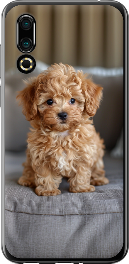 Mini-maltipoo