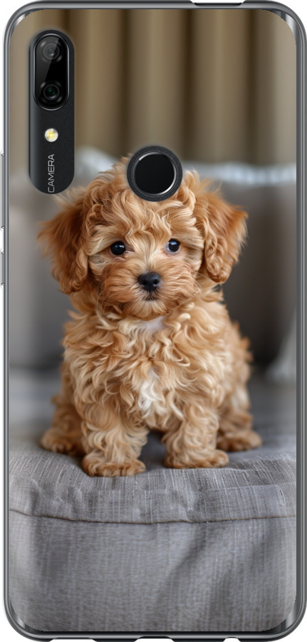 Mini-maltipoo