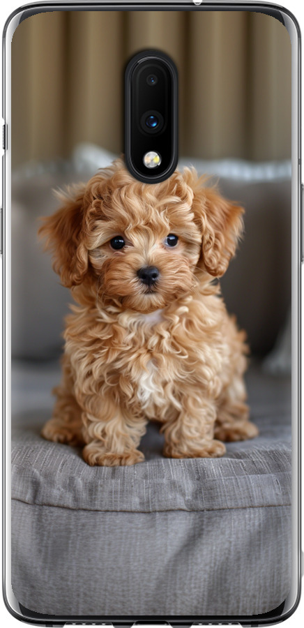 Mini-maltipoo