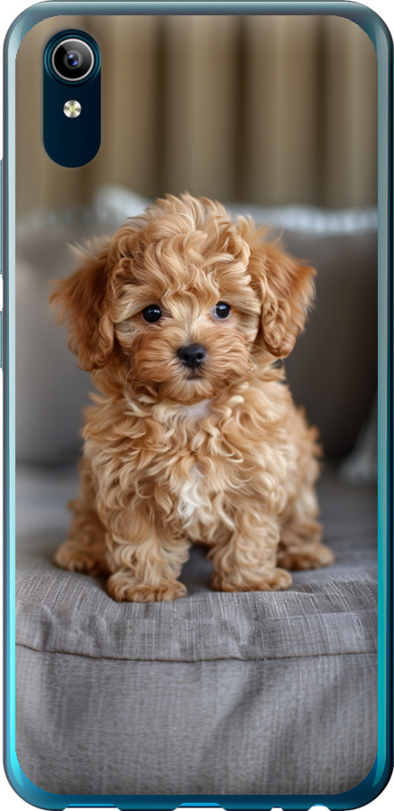 Mini-maltipoo