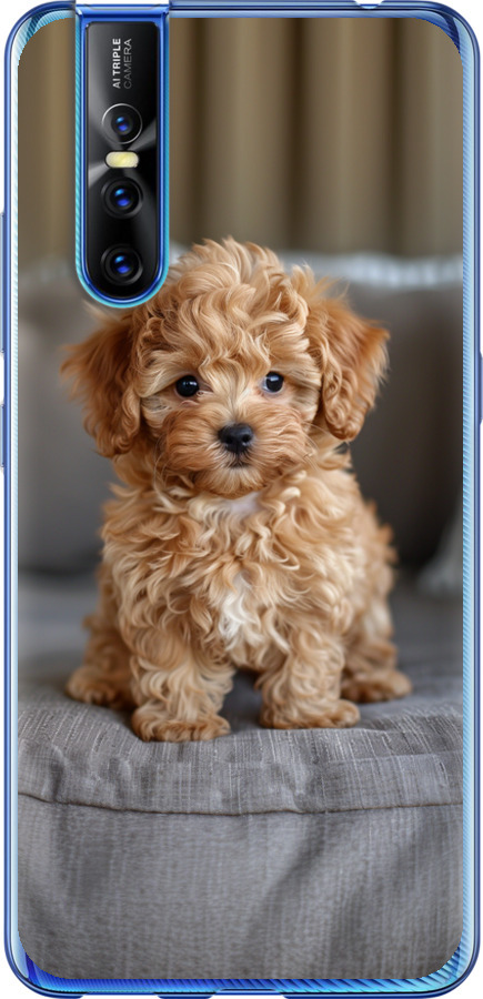 Mini-maltipoo