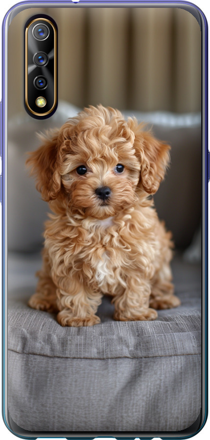 Mini-maltipoo