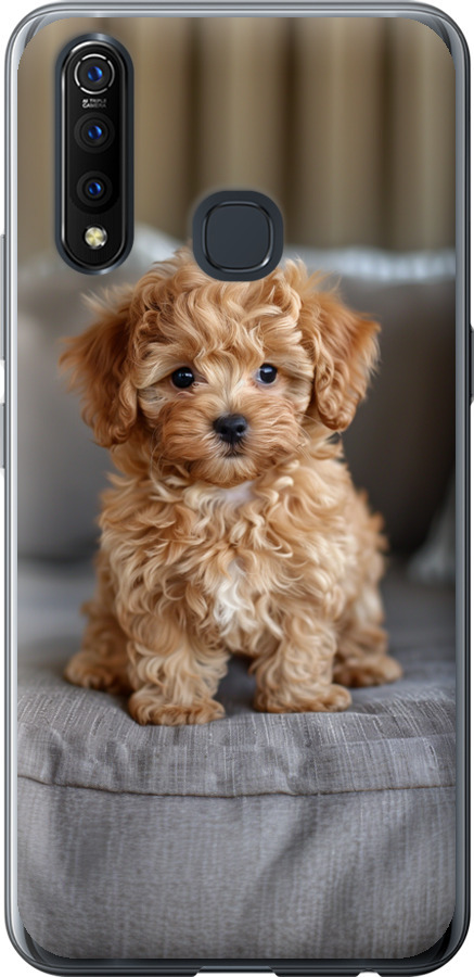 Mini-maltipoo