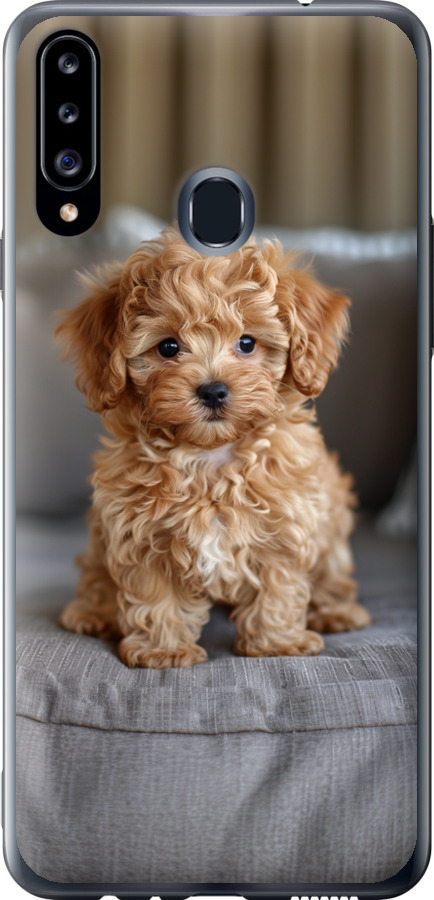 Mini-maltipoo