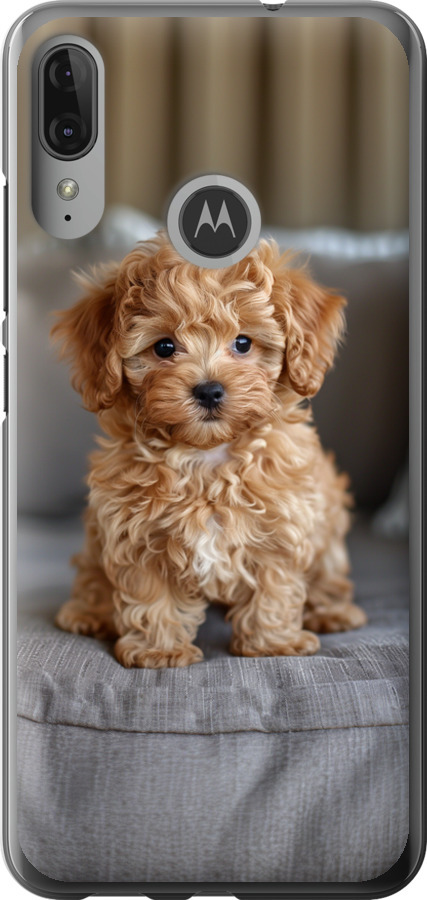 Mini-maltipoo