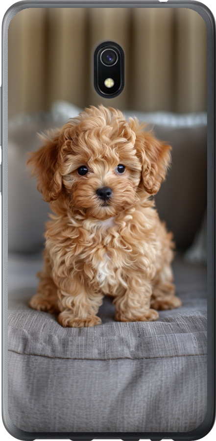 Mini-maltipoo