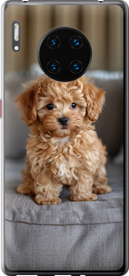 Mini-maltipoo