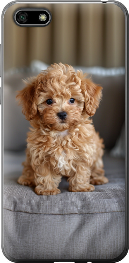 Mini-maltipoo