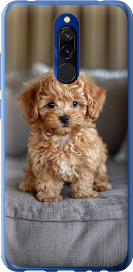 Mini-maltipoo