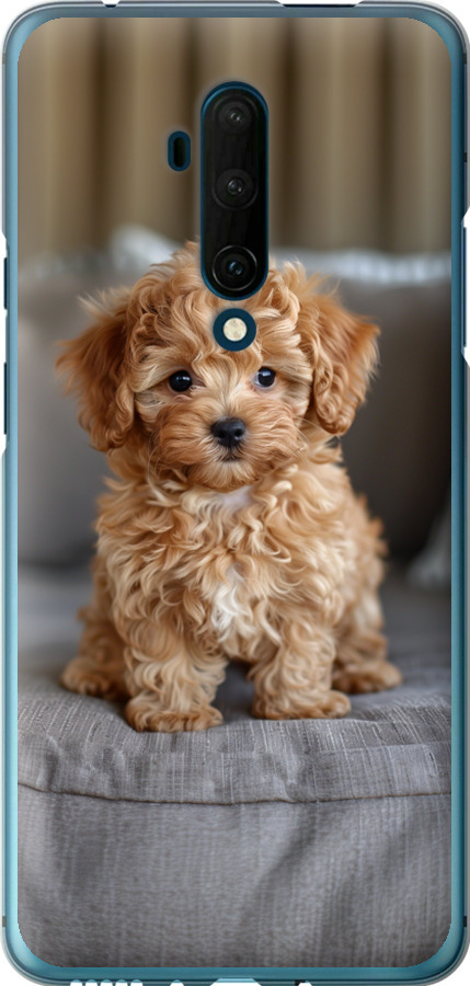 Mini-maltipoo