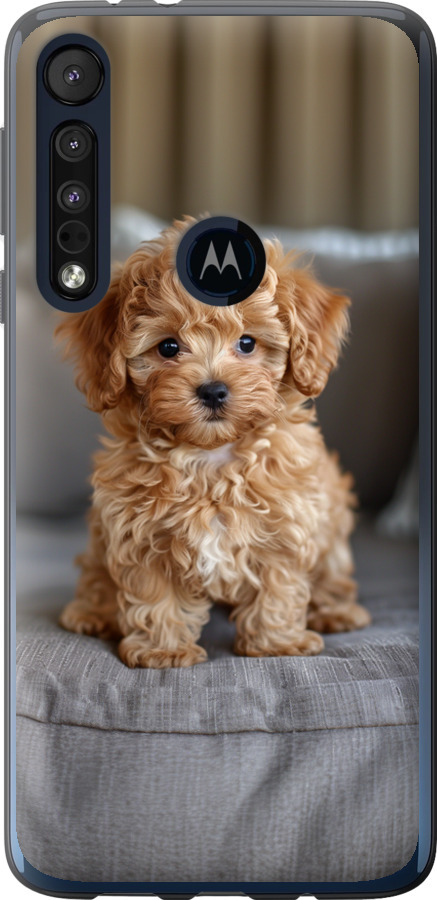 Mini-maltipoo