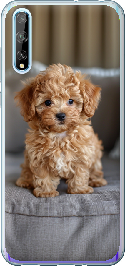 Mini-maltipoo