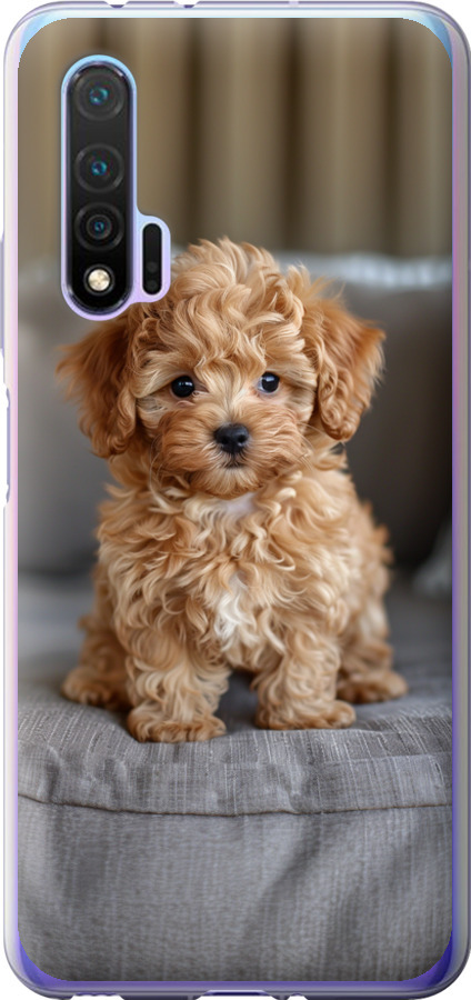 Mini-maltipoo