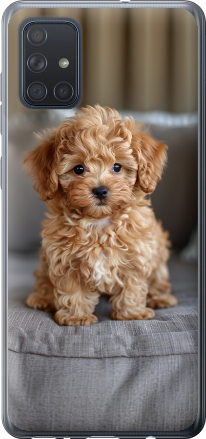 Mini-maltipoo