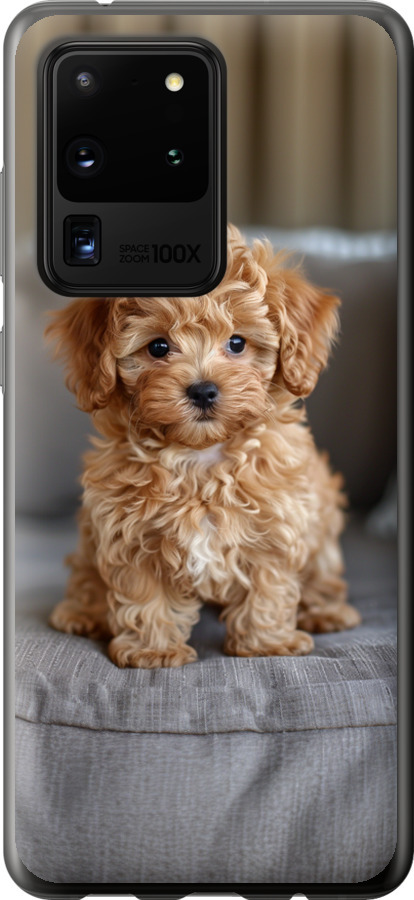 Mini-maltipoo