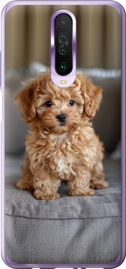Mini-maltipoo