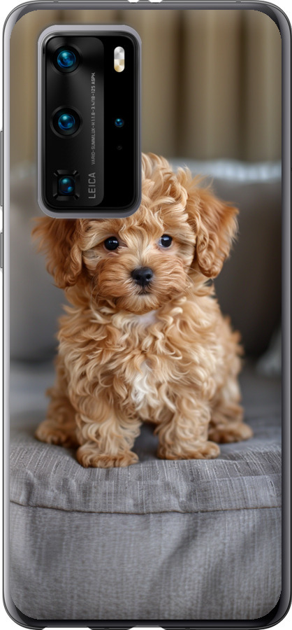 Mini-maltipoo