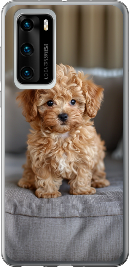 Mini-maltipoo