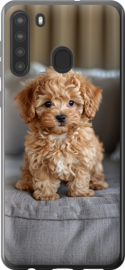 Mini-maltipoo