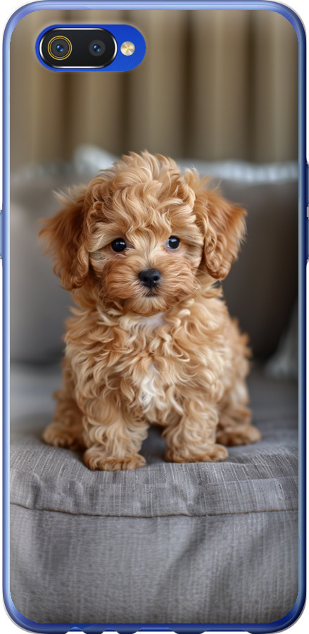 Mini-maltipoo