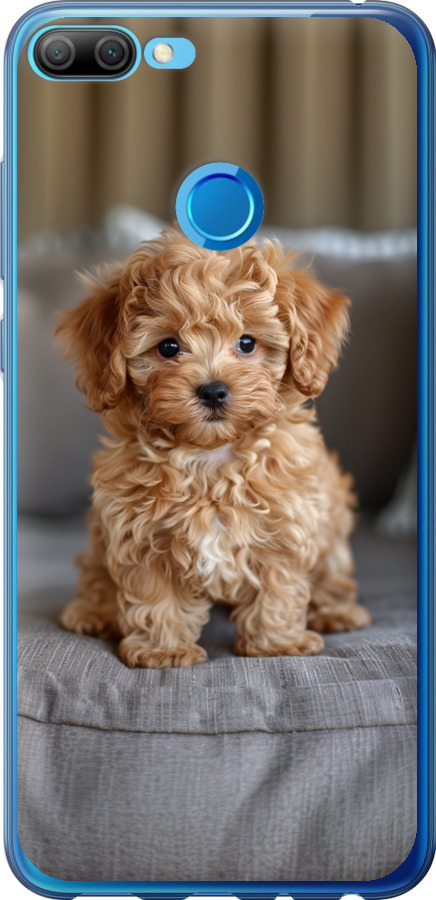 Mini-maltipoo