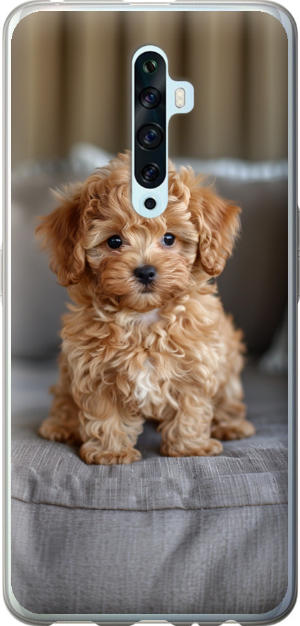 Mini-maltipoo