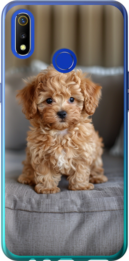 Mini-maltipoo