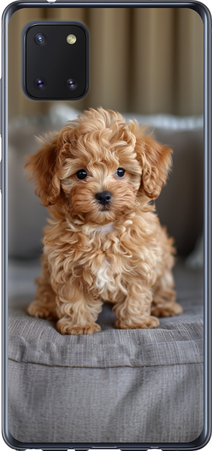 Mini-maltipoo