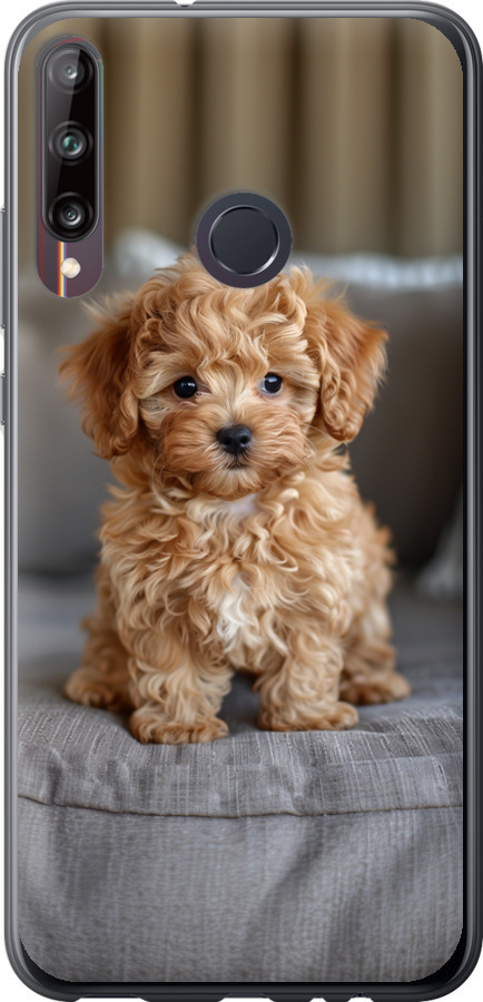 Mini-maltipoo